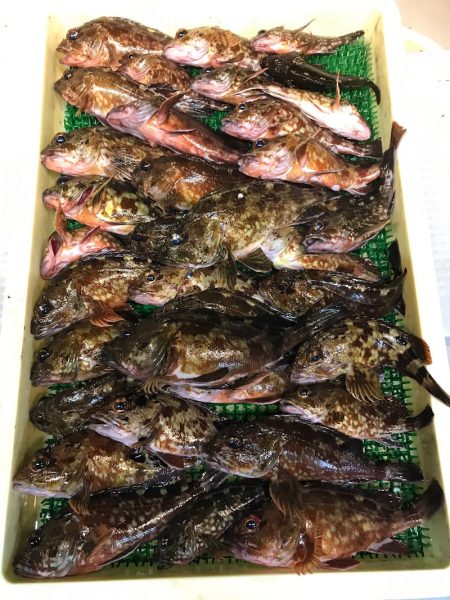 釣人家 釣果