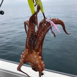 浜栄丸 釣果
