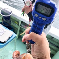 ヤザワ渡船 釣果