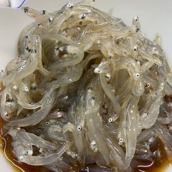 美宝丸 釣果