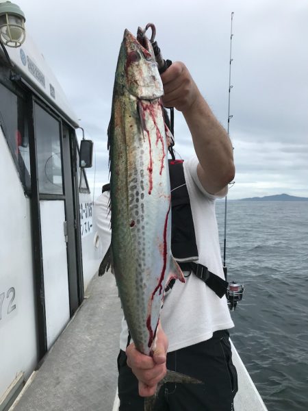 ランスルー 釣果