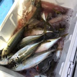 ヤザワ渡船 釣果