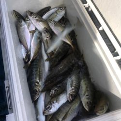 ヤザワ渡船 釣果