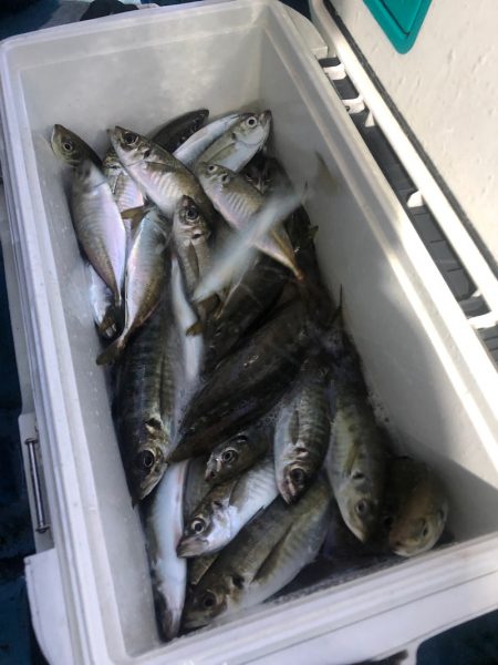 ヤザワ渡船 釣果