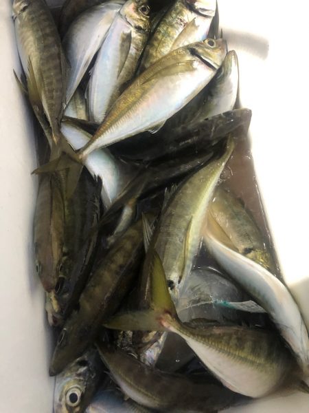 ヤザワ渡船 釣果