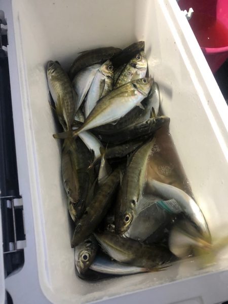 ヤザワ渡船 釣果