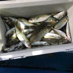 ヤザワ渡船 釣果