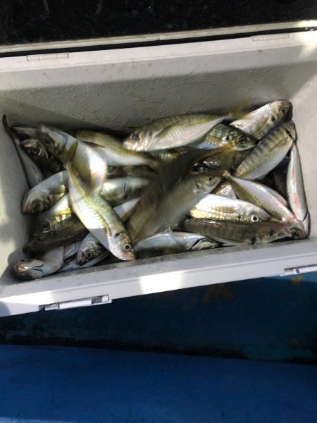 ヤザワ渡船 釣果