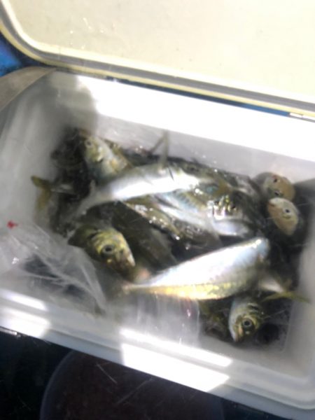 ヤザワ渡船 釣果