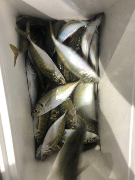 ヤザワ渡船 釣果