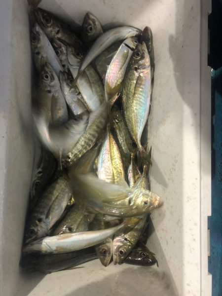 ヤザワ渡船 釣果