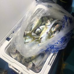 ヤザワ渡船 釣果