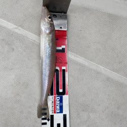 末広丸(熊本) 釣果