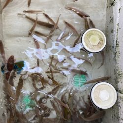 末広丸(熊本) 釣果