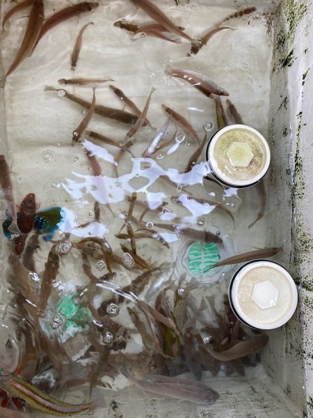 末広丸(熊本) 釣果