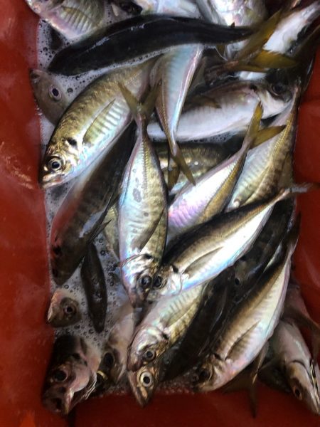 ヤザワ渡船 釣果