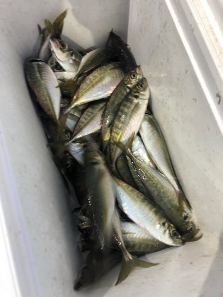 ヤザワ渡船 釣果