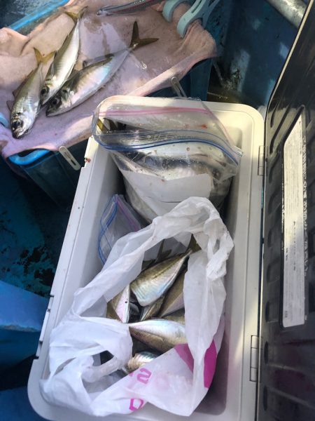 ヤザワ渡船 釣果