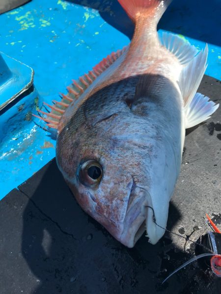 太平丸 釣果