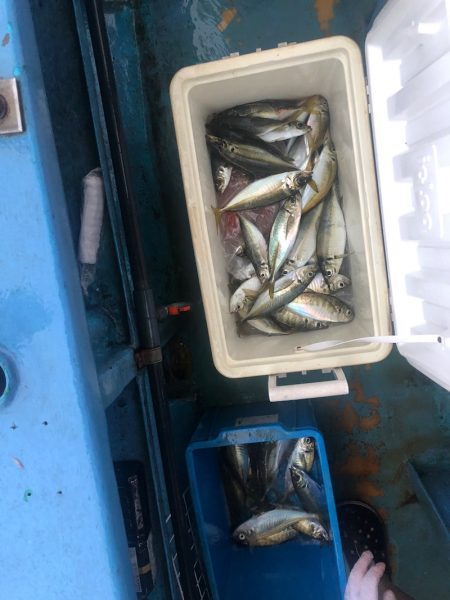 ヤザワ渡船 釣果