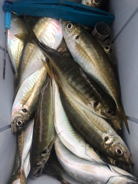 ヤザワ渡船 釣果