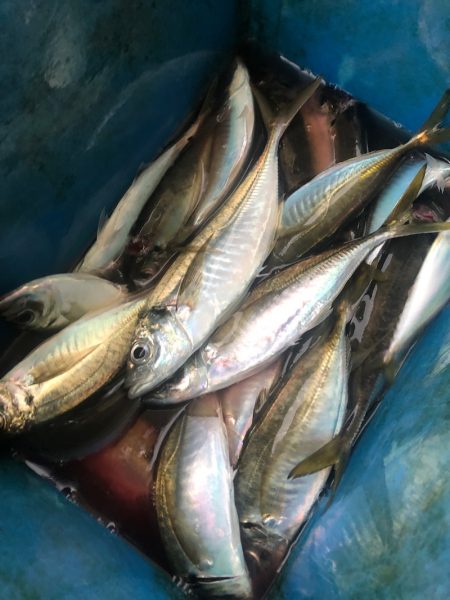 ヤザワ渡船 釣果