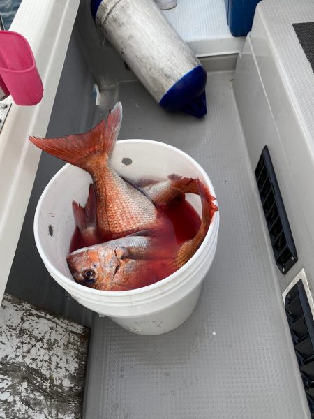 遊漁船ブルーウッズ 釣果