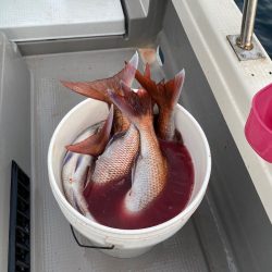 遊漁船ブルーウッズ 釣果