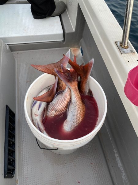 遊漁船ブルーウッズ 釣果