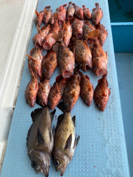 岡田釣船　八英丸 釣果