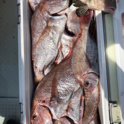 フィッシング キッタカ 釣果