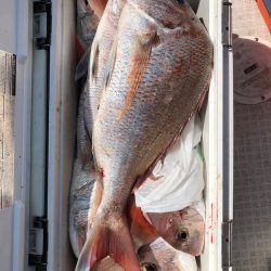 フィッシング キッタカ 釣果