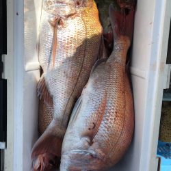 フィッシング キッタカ 釣果