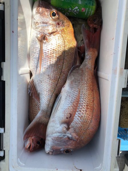 フィッシング キッタカ 釣果