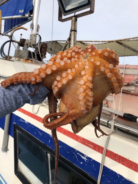 ヤザワ渡船 釣果