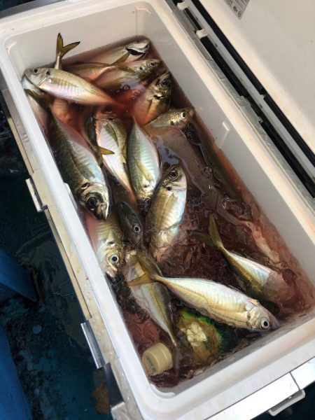 ヤザワ渡船 釣果