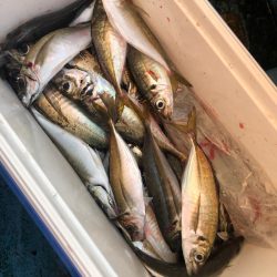 ヤザワ渡船 釣果