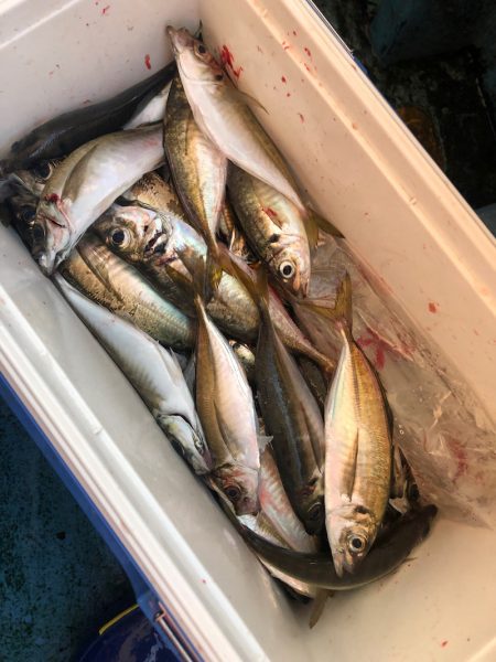 ヤザワ渡船 釣果