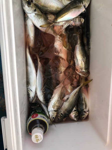 ヤザワ渡船 釣果