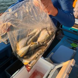 ヤザワ渡船 釣果