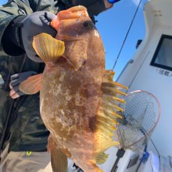 エヌスタイル 釣果