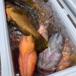 エヌスタイル 釣果