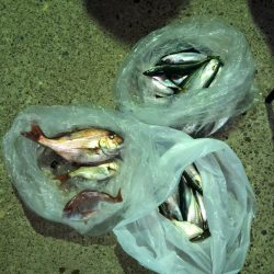 第二八坂丸 釣果