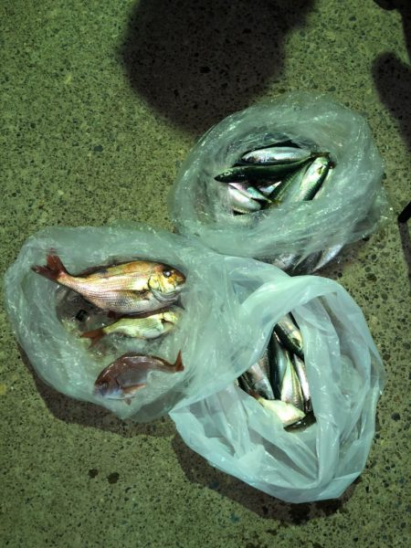 第二八坂丸 釣果