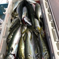 第二八坂丸 釣果