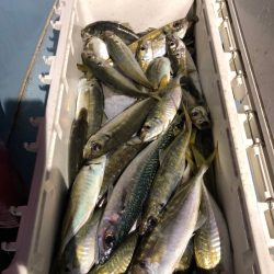 第二八坂丸 釣果