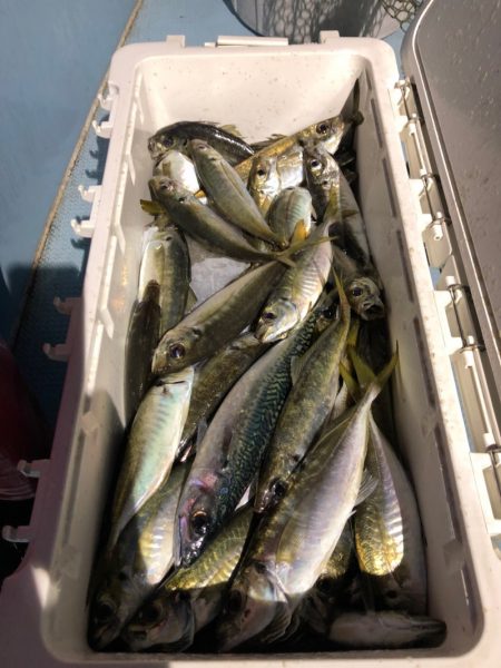 第二八坂丸 釣果