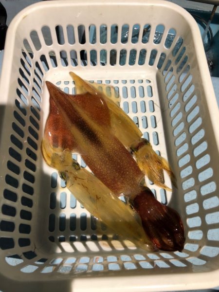 第二八坂丸 釣果