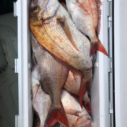 フィッシング キッタカ 釣果