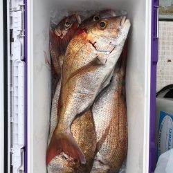 フィッシング キッタカ 釣果